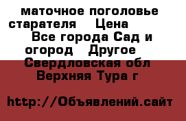 маточное поголовье старателя  › Цена ­ 3 700 - Все города Сад и огород » Другое   . Свердловская обл.,Верхняя Тура г.